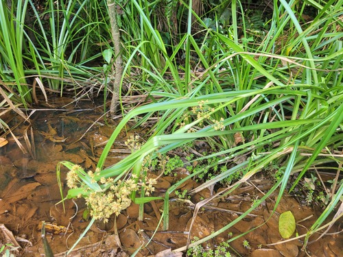 Rhynchospora corymbosa iNat (3)
