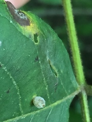 Caryomyia viscidolium