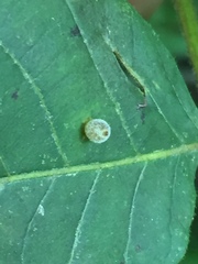 Caryomyia viscidolium