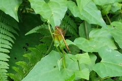 Neurothemis intermedia