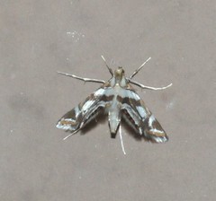 Chrysendeton medicinalis