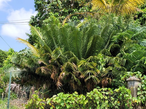 Cycas rumphii observed 2025-04-25