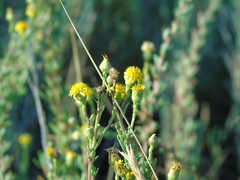 Limbarda crithmoides longifolia