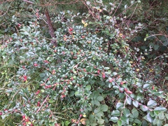 Cotoneaster divaricatus