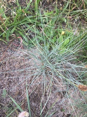 Carex pumila