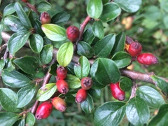 Cotoneaster divaricatus