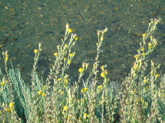 Limbarda crithmoides longifolia