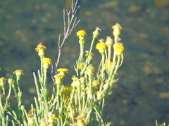 Limbarda crithmoides longifolia