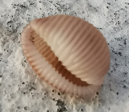 Northern cowrie