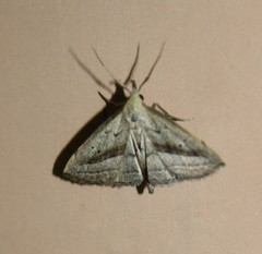 Macrochilo hypocritalis