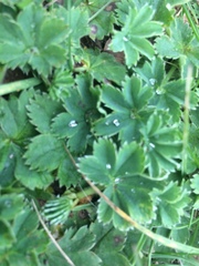 Alchemilla glaucescens