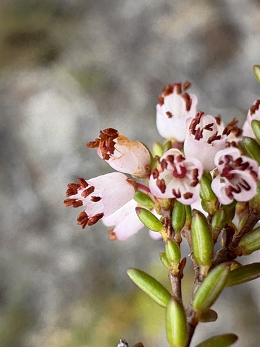 Hair Heath (Erica capillaris)