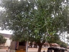 Ficus benghalensis