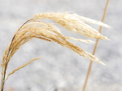 Miscanthus nepalensis