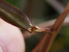 Miscanthus nepalensis