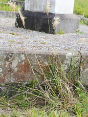 Miscanthus nepalensis