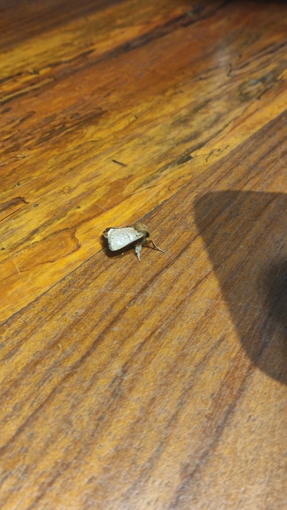 Perola subpunctata
