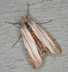 Cucullia convexipennis