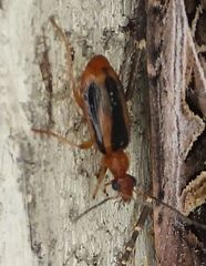 Lebia solea