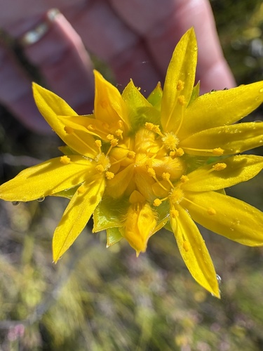 Golden Stripper (Lachnaea aurea)