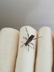 Xylotrechus smei