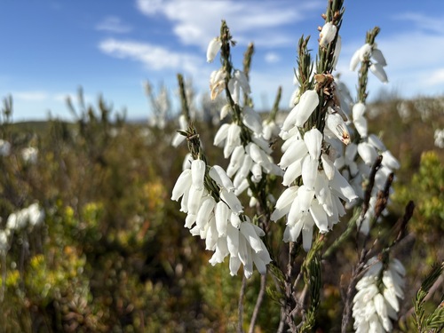 Hangflower Heath (Erica penduliflora)