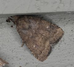 Pseudorthodes vecors