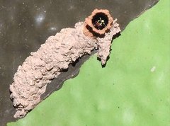 Paraleptomenes miniatus