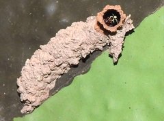 Paraleptomenes miniatus