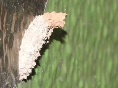 Paraleptomenes miniatus