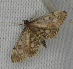 Herpetogramma thestealis