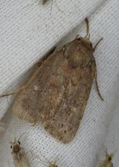 Pseudorthodes vecors