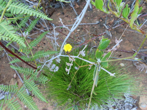 Fringeleaf Boneseed (Osteospermum ciliatum)