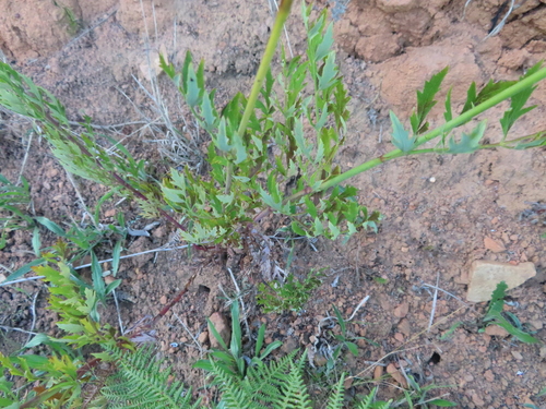 Small Blisterbush (Notobubon galbaniopse)