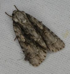 Acronicta connecta