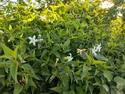 Jasminum officinale