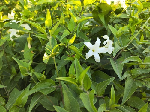 Jasminum officinale