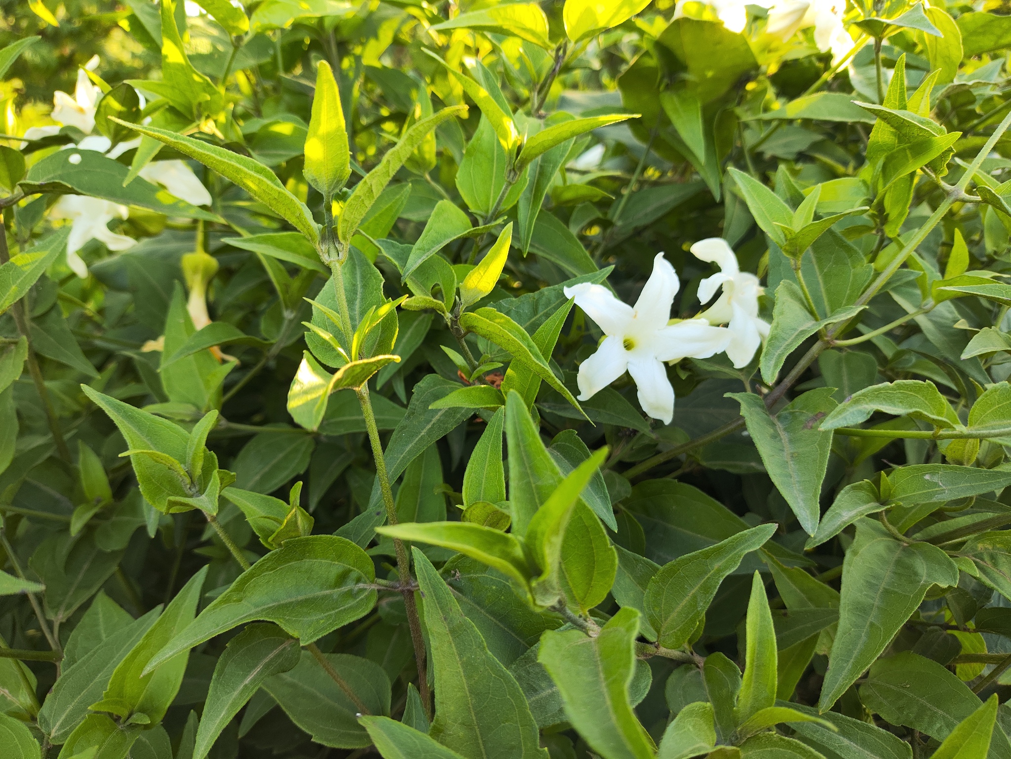 Common Jasmine (Jasminum officinale)