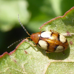 Monolepta bioculata