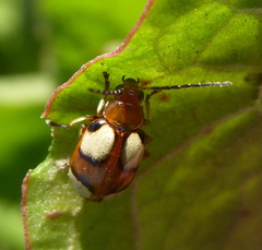 Monolepta bioculata