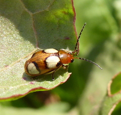 Monolepta bioculata