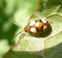 Monolepta bioculata