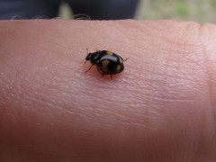 Ceratomegilla alpina