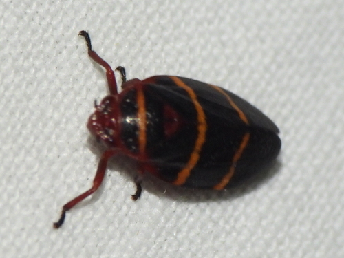 Two-lined spittlebug