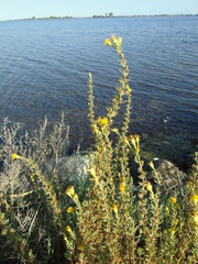 Limbarda crithmoides longifolia