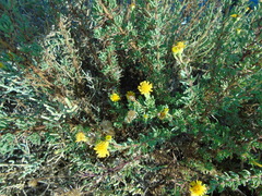 Limbarda crithmoides longifolia