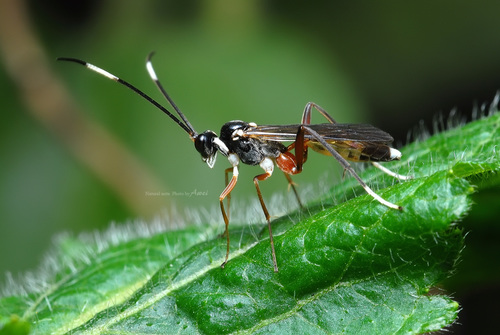 Representative image of Baltazaria