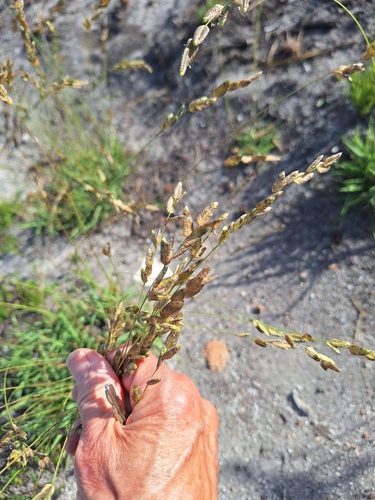 Image of Eragrostis capensis by (c) Adele SL, some rights reserved (CC BY)