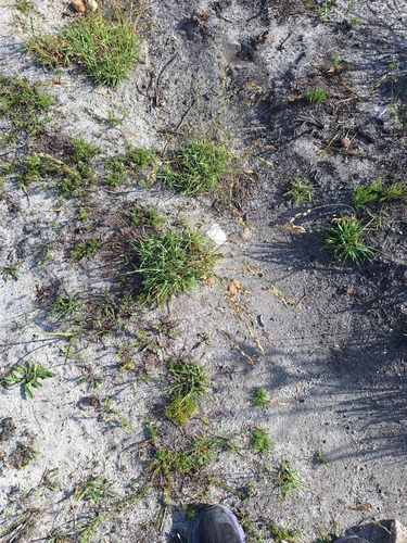 Image of Eragrostis capensis by (c) Adele SL, some rights reserved (CC BY)