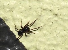 Oedignatha platnicki